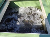 Zarybňování Litavky (22)